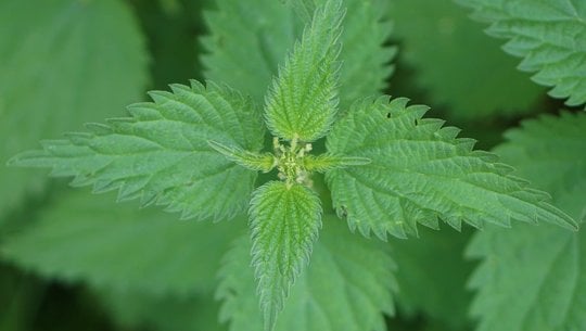 brennnesselsuppe-cc0-pixabay-kiragrafie-190708 brennnesselsuppe