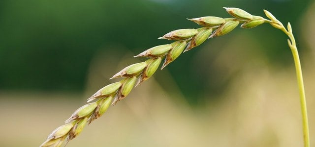 gruenkern-kochen-cc0-pixabay-hans-211217 Grünkern kochen