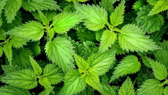 brennnessel-pesto-cc0-pixabay-klimkin-240424 Brennnessel-Pesto