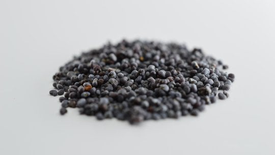 gnocchi-mit-mohn-cc0-pixabay-bylinkarisk-251111 Gnocchi mit Mohn