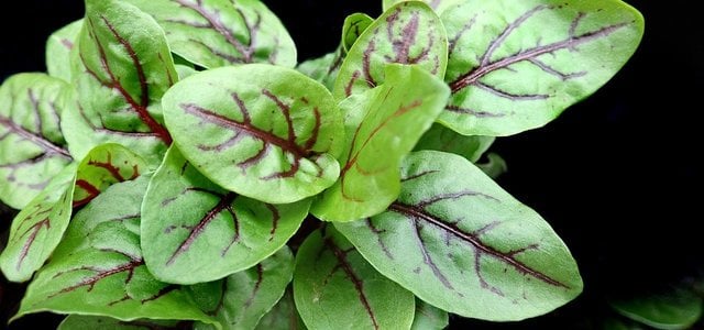 sauerampfer-salat-cc0-pixabay-buntysmum-220404 sauerampfer salat