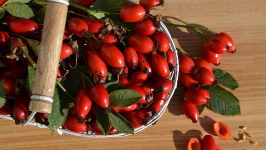 hagebutten-sirup-cc0-pixabay-innviertlerin-251024 Hagebutten Sirup