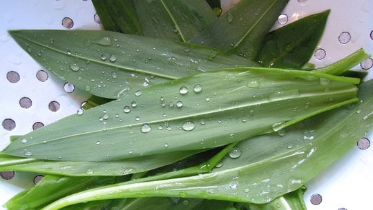 baerlauchoel-cc0-pixabay-crepessuzette-190327 Bärlauchöl