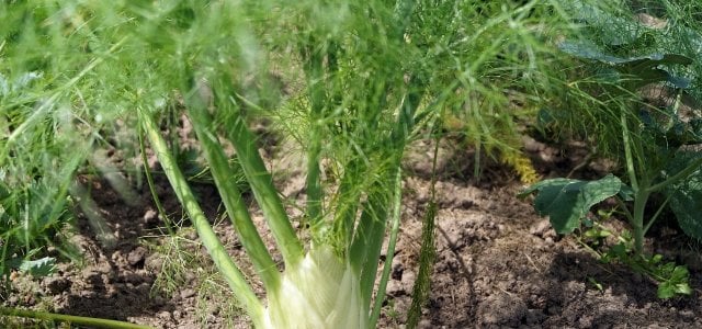 fenchelgruen-cc0-pixabay-fiffe23-210628 Fenchelgrün