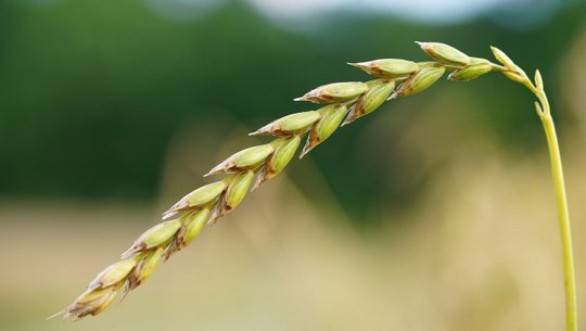 gruenkern-kochen-cc0-pixabay-hans-211217 Grünkern kochen