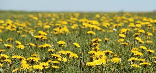 loewenzahnhonig-cc0-pixabay-pixel2013-181208 Löwenzahnhonig