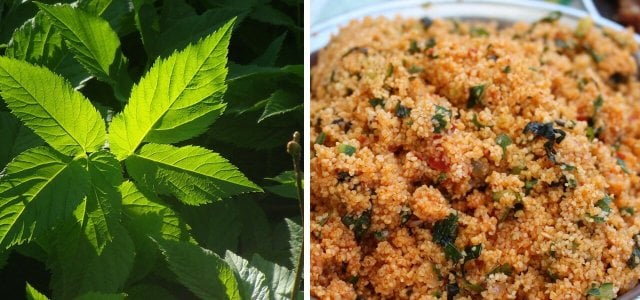 giersch-salat-cc0-pixabay-alsterkoralle-cc0-pixabay-sul-230502 giersch salat